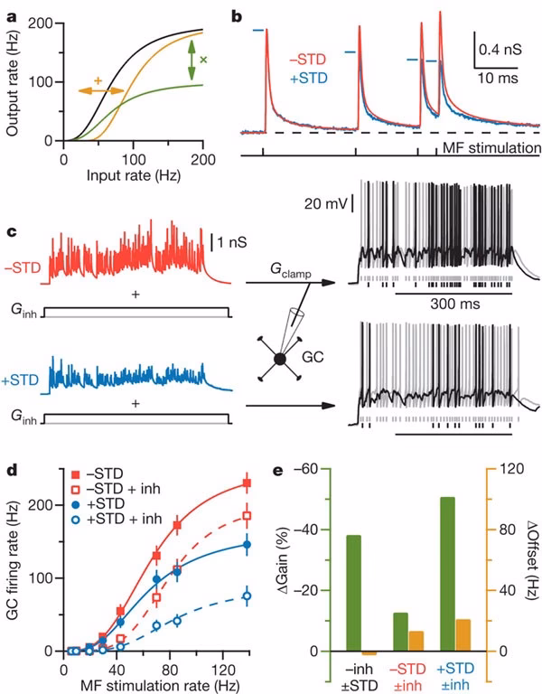 What is gain control of sensory neurons?