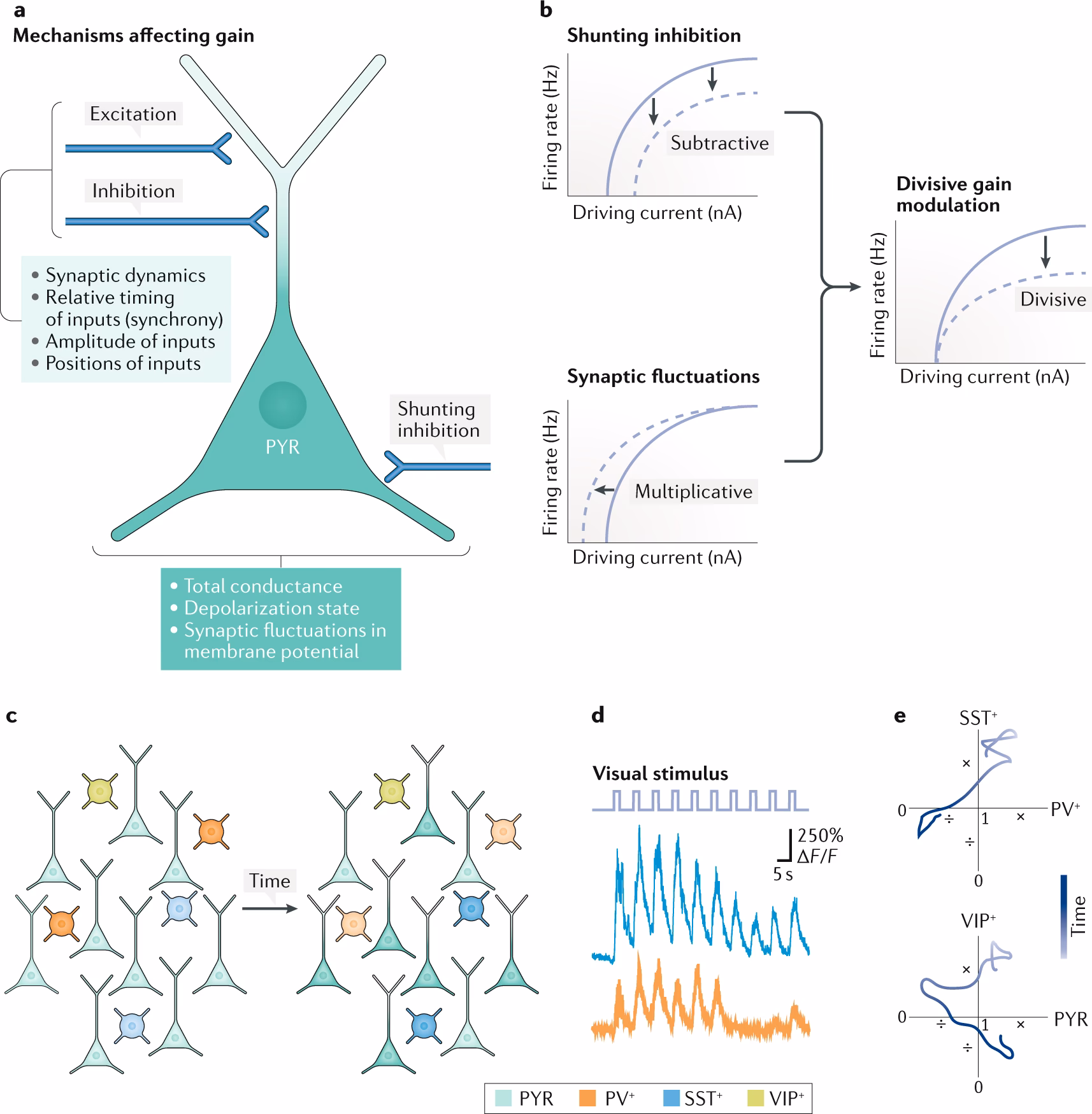 What is gain control neuroscience?
