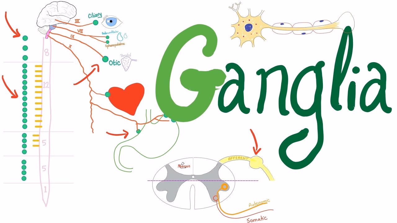 What are the ganglions in the brain?