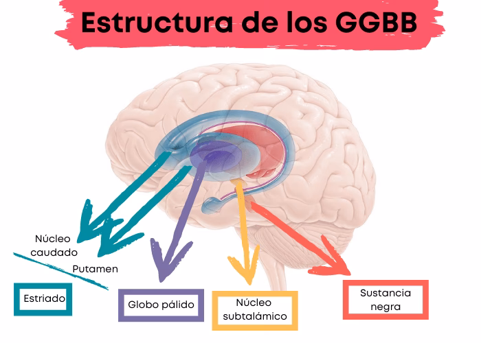 ¿Qué son los ganglios en neurologia?