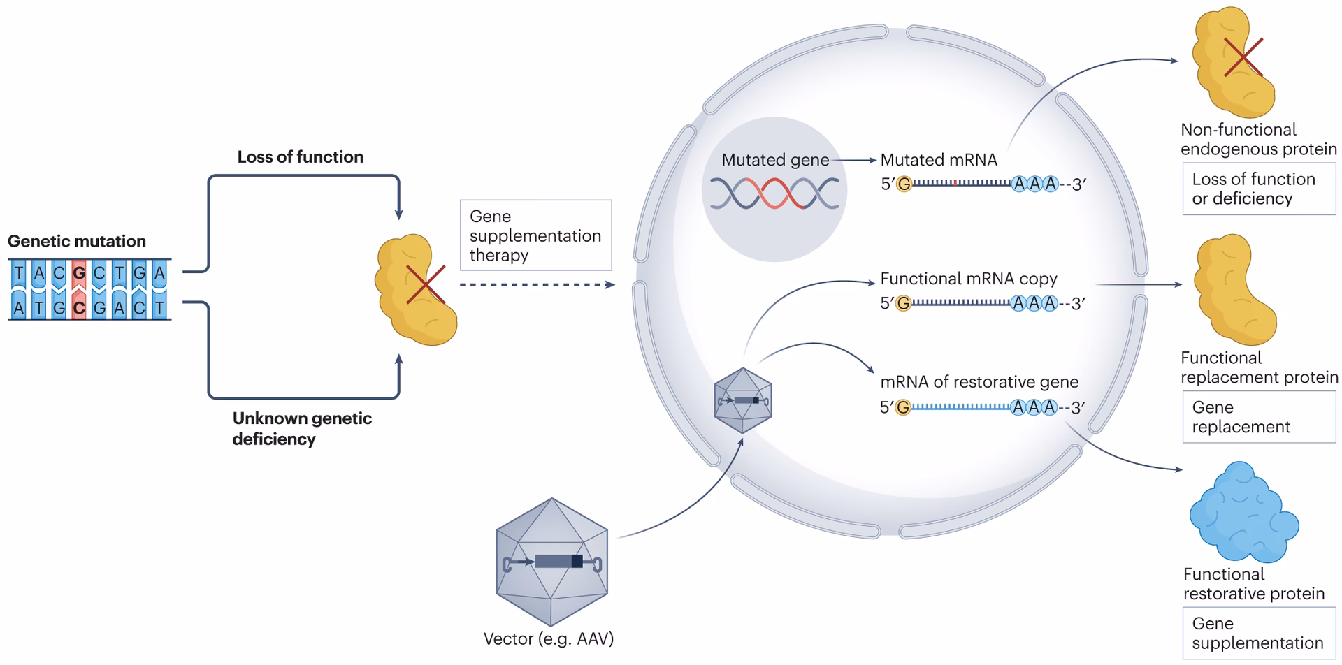 What are the 3 types of gene therapy?