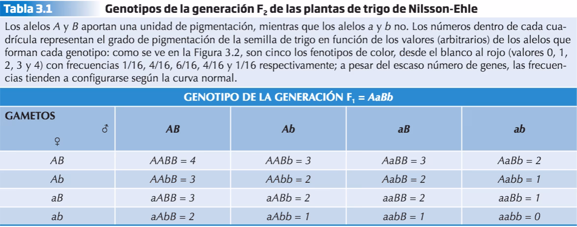 ¿Qué estudia la genética cuantitativa?
