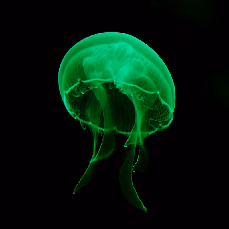 What is GFP in neuroscience?
