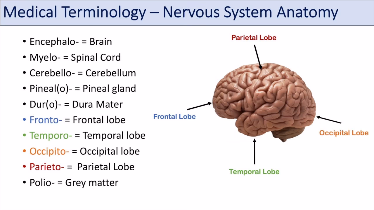 What are 5 vocabulary terms associated with the nervous system?