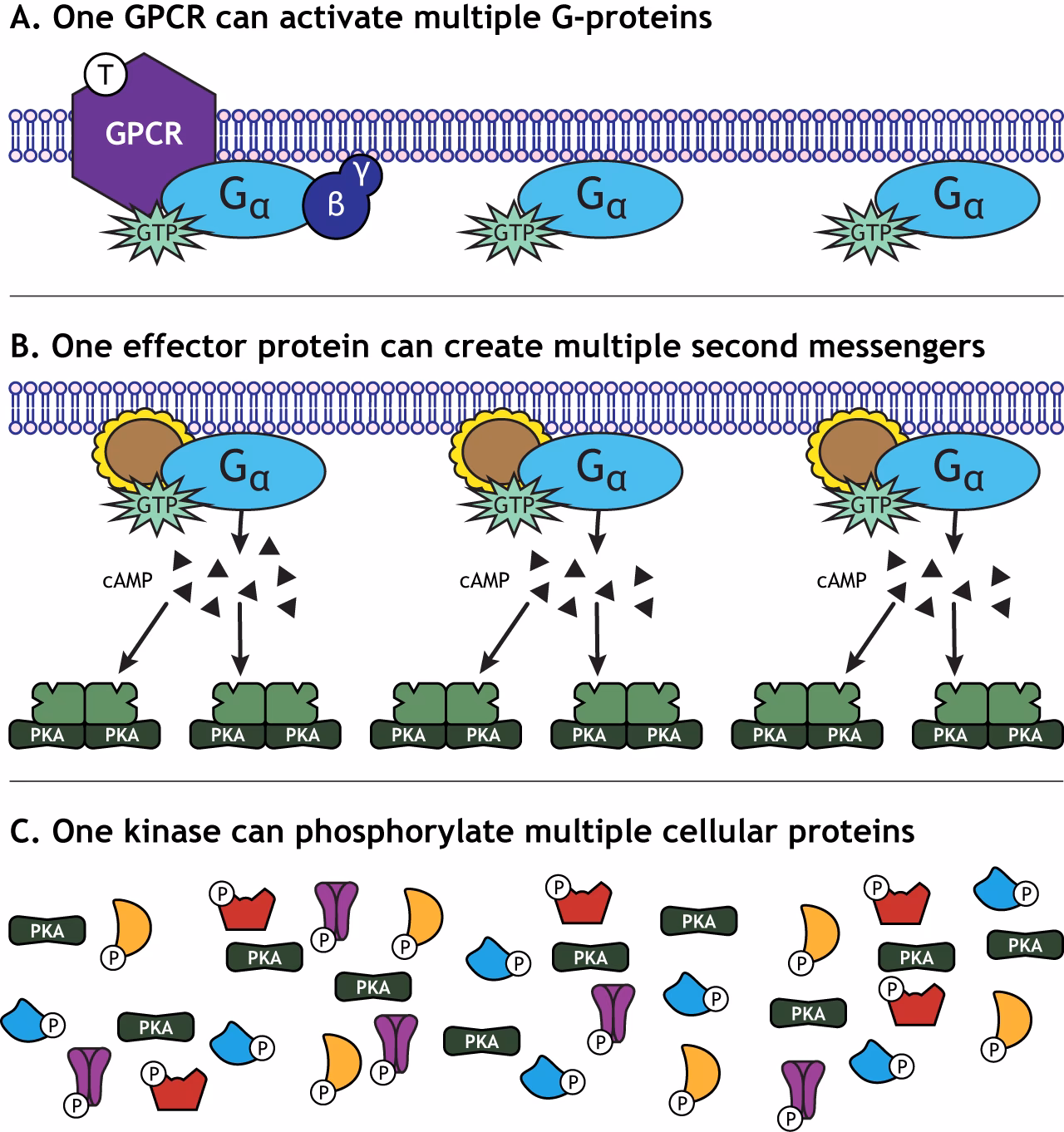 What are the 4 types of G-protein-coupled receptors?