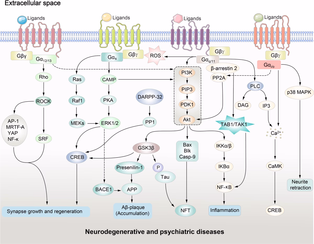 Are GPCRs used in neuronal signaling?