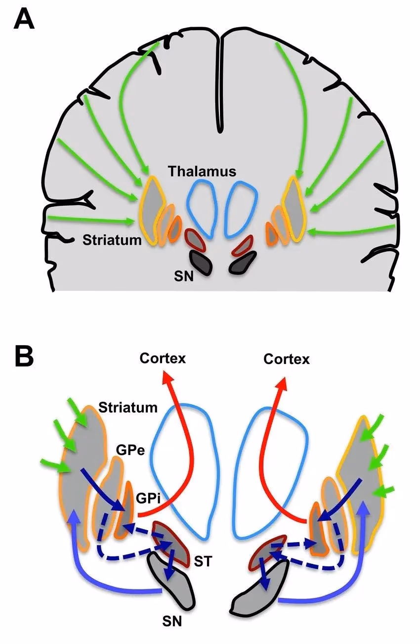 What is GPi in neuroscience?
