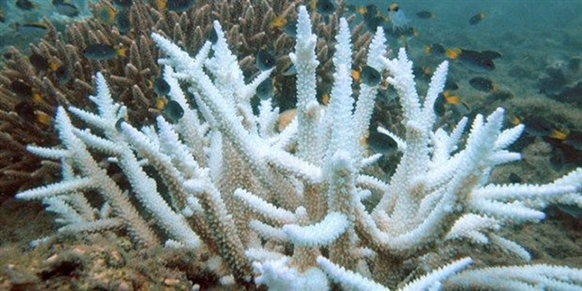 What medicines come from the Great Barrier Reef?