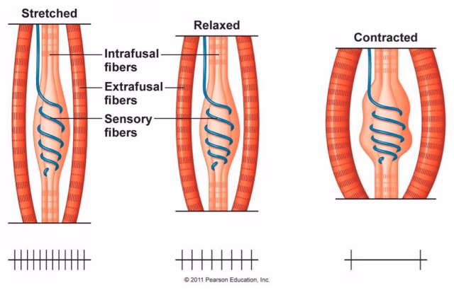 What is the function of the Golgi tendon reflex?