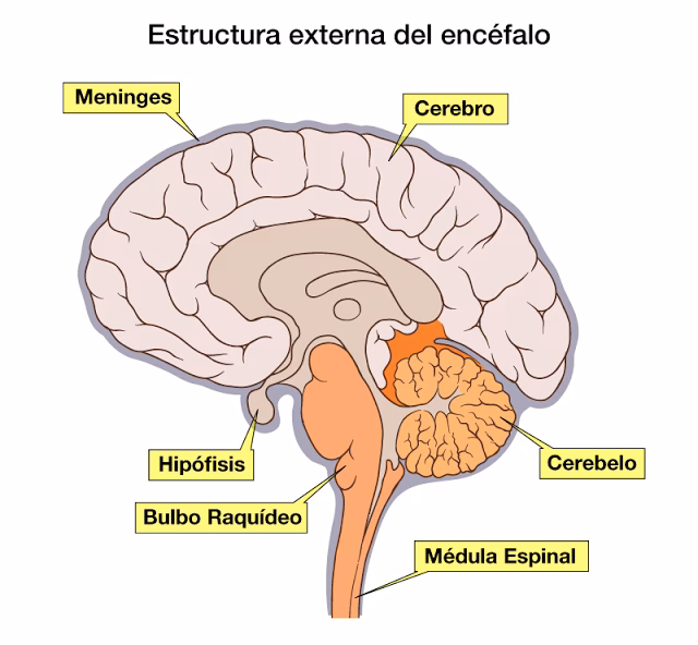 ¿Cómo influye el hipotálamo en la conducta?