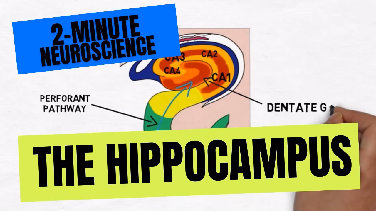 What is the central role of the hippocampus?