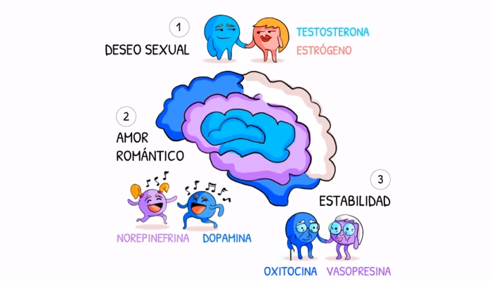 ¿Cómo estimular la vasopresina en un hombre?