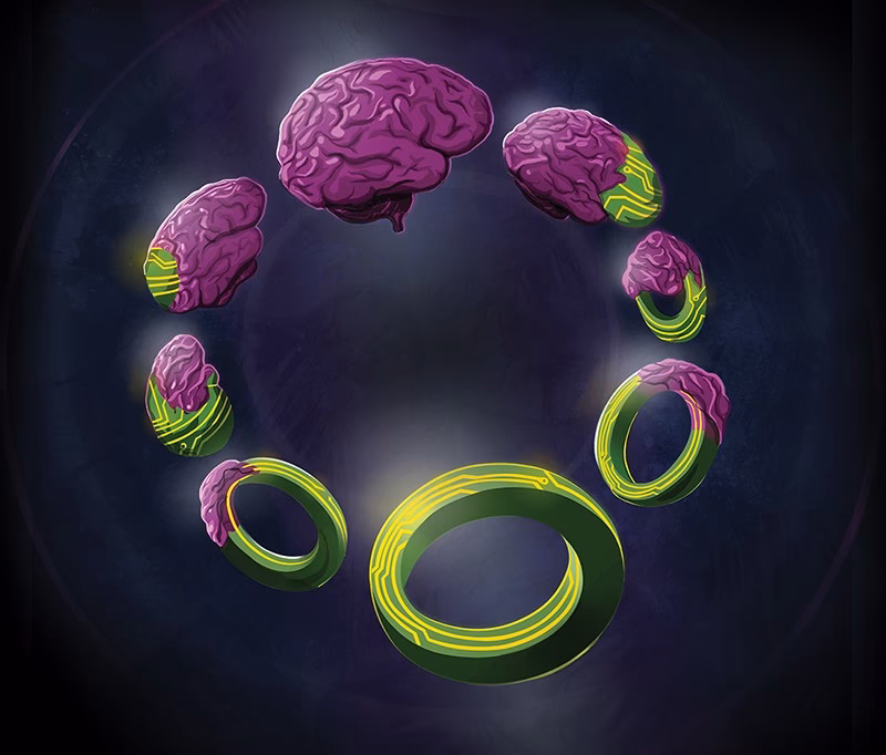 How do AI and neuroscience drive each other forward?