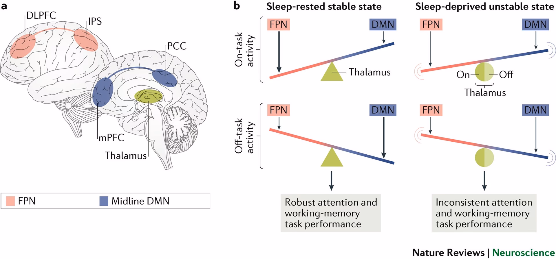 What happens neurologically during sleep?