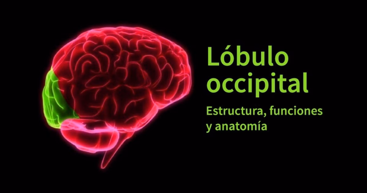 ¿Qué es una lesión occipital?