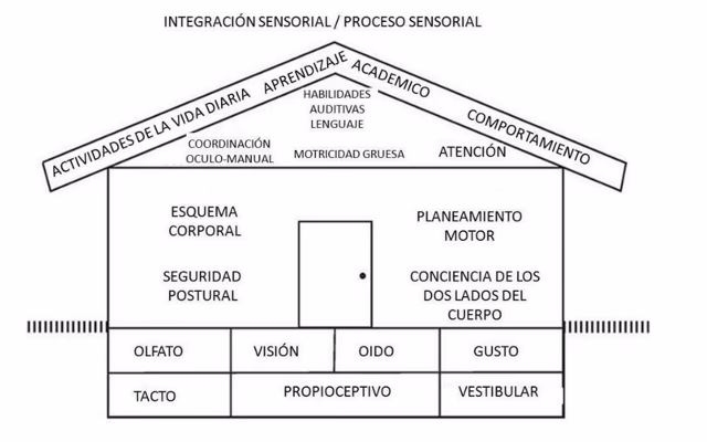 ¿Dónde ocurre la integración sensorial en los seres humanos?