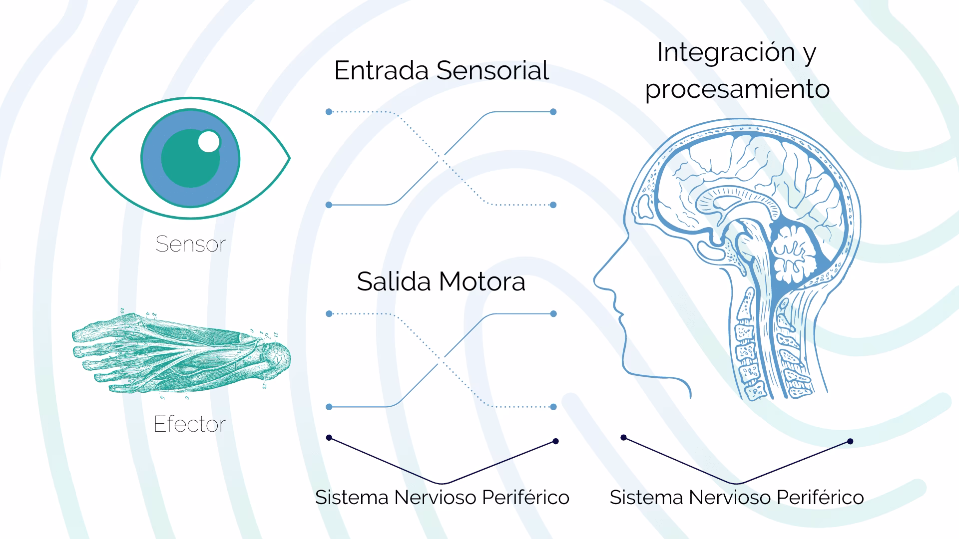 ¿Cuáles son las etapas de la integración sensorial?