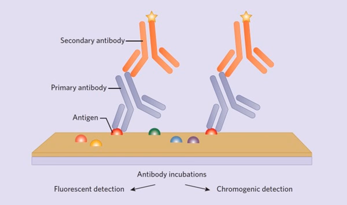 What is immunofluorescence in neuroscience?