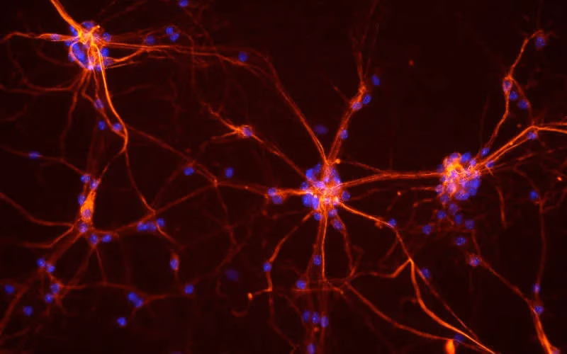 Is immunology related to neuroscience?