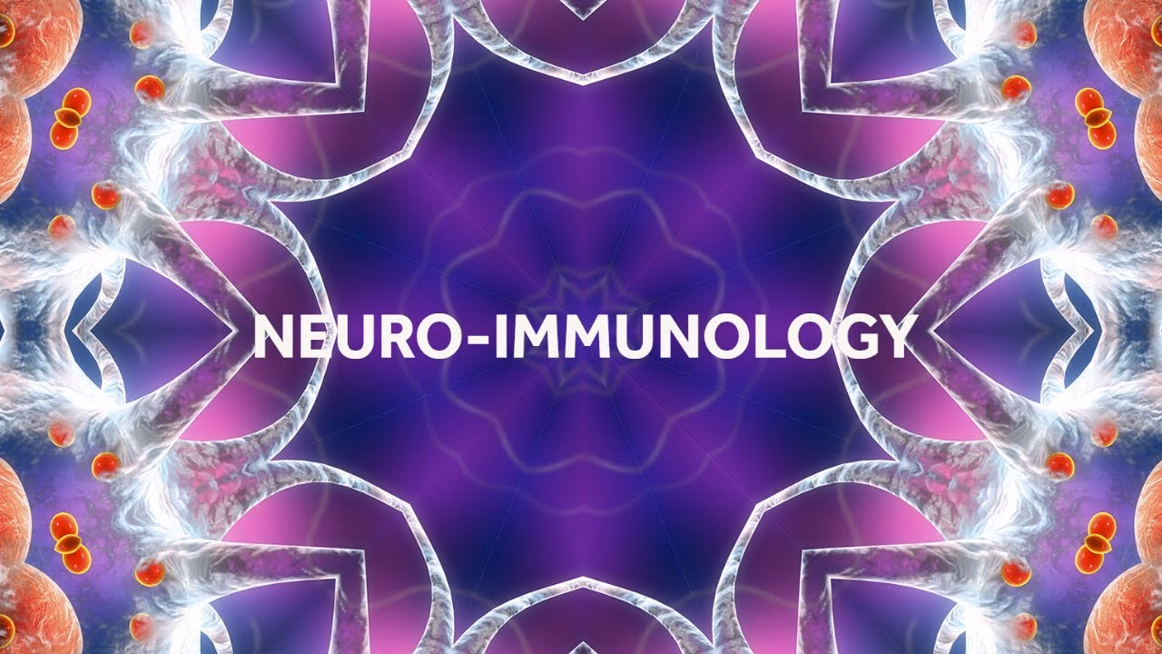 What is the main function of immunology?
