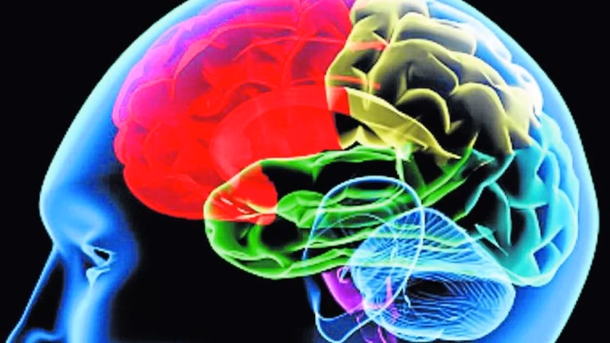 ¿Qué aporta la neurociencia cognitiva a la educación?