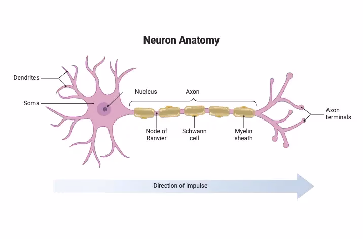 Which of the following neuron types transmits impulses between two different types of neurons?