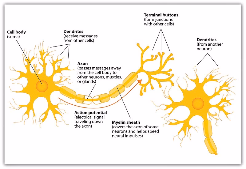What are the two types of neurons called?