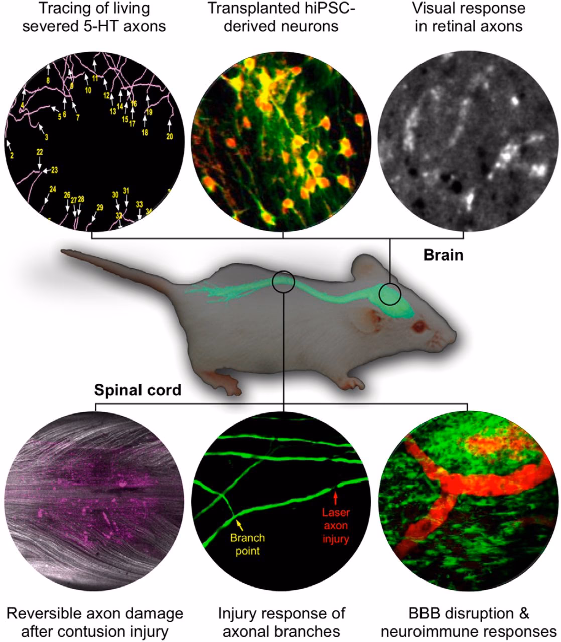 What is in vivo in neuroscience?
