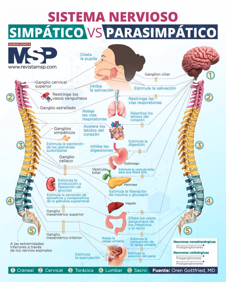 ¿Qué inerva el sistema nervioso simpático?