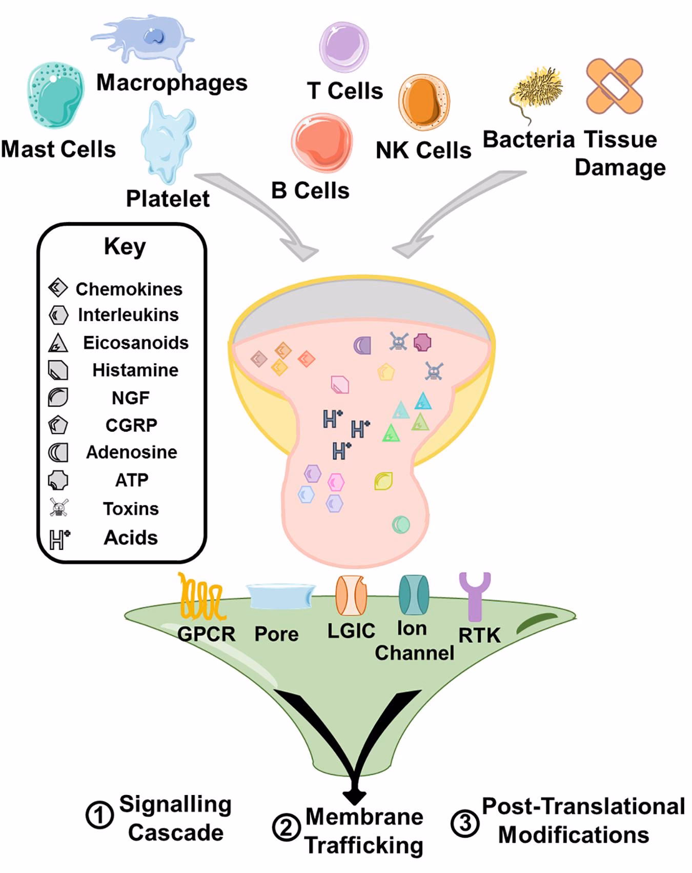 What is the inflammatory soup in biology?