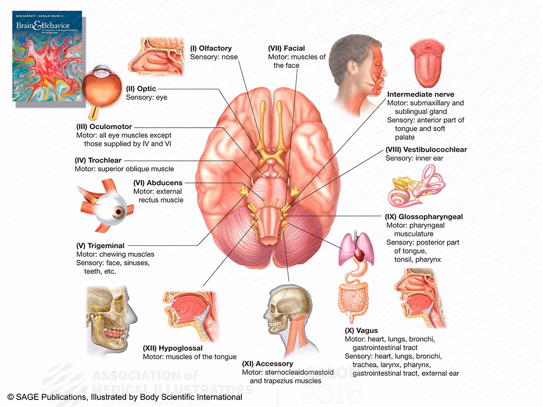 What is the introduction to behavioral neuroscience?