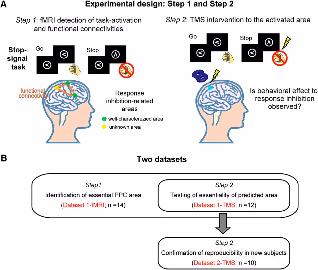 What is the IPS in the parietal lobe?