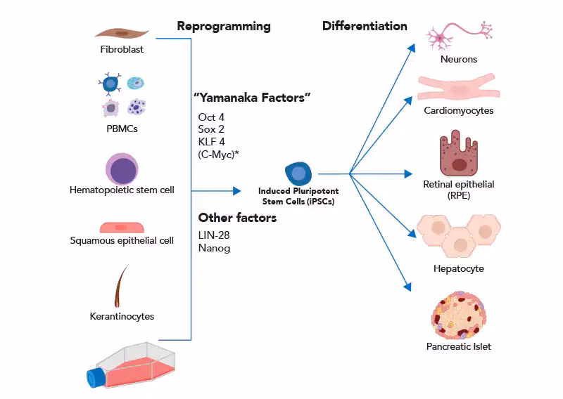 What do iPSC cells do?