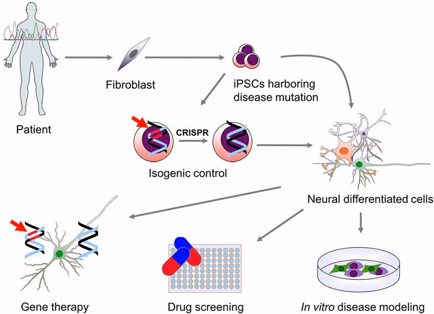 What is iPSC in neuroscience?