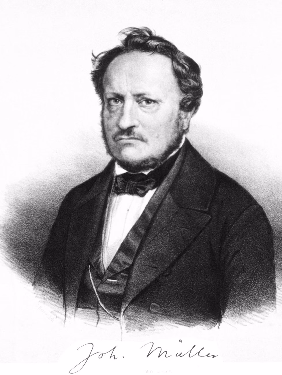 What did Johannes Muller contribute to psychology?