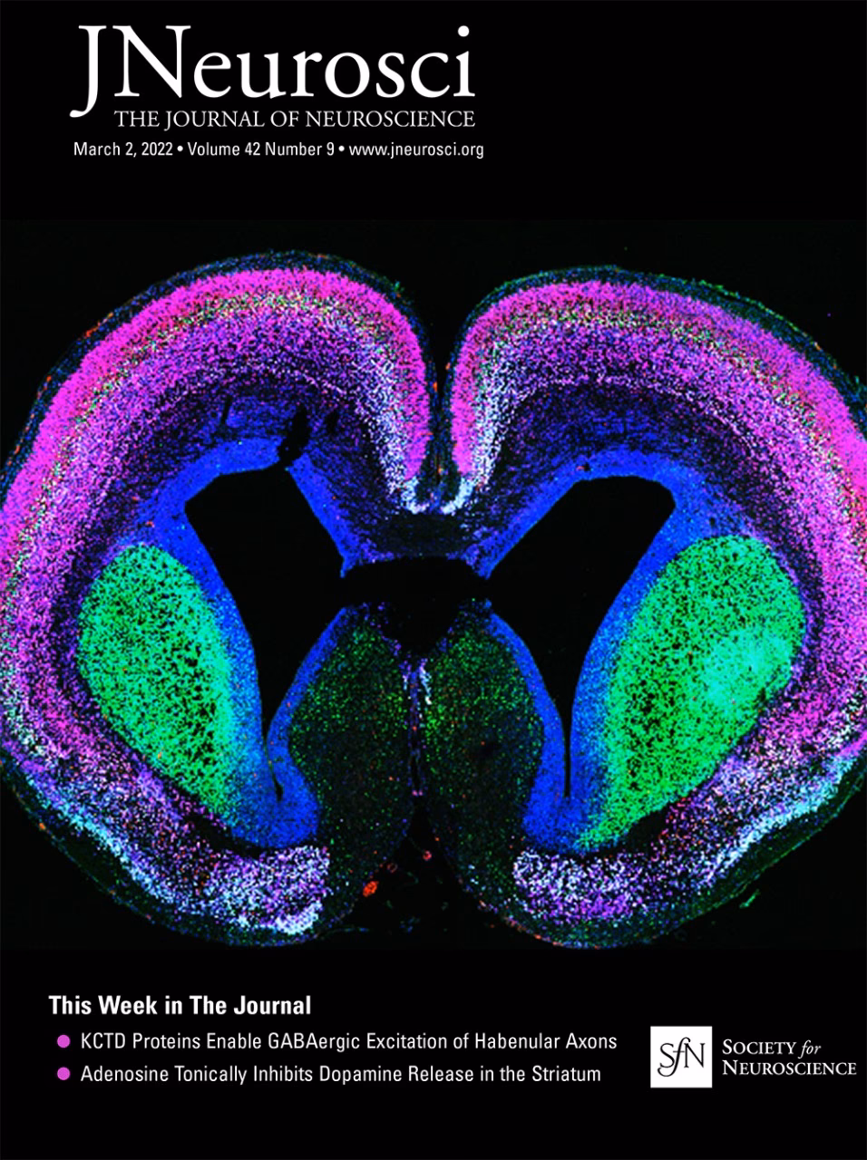 What is the most prestigious neurosurgery journal?