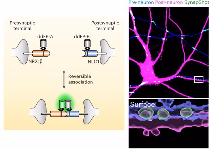 What is KAIST university famous for?