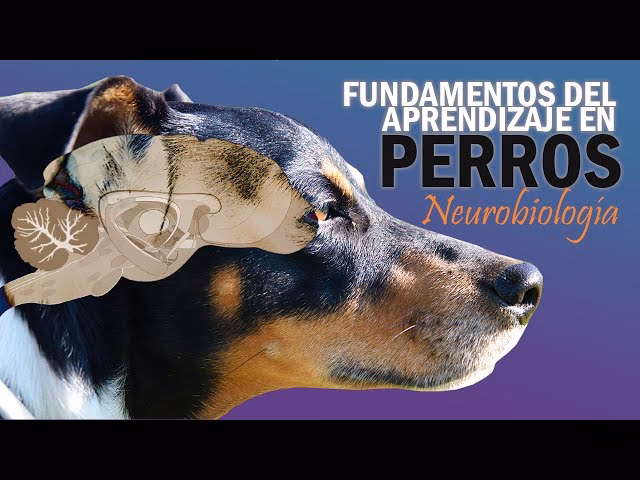 ¿Qué inteligencia alcanzan los perros?