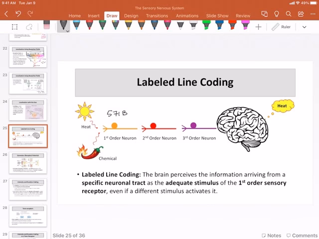 What are labelled lines in neuroscience?