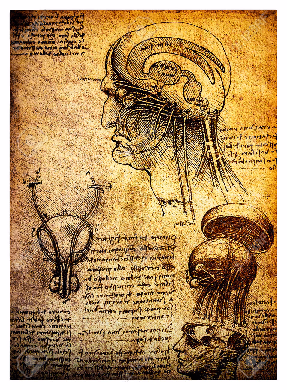 What is Leonardo da Vinci's IQ level?