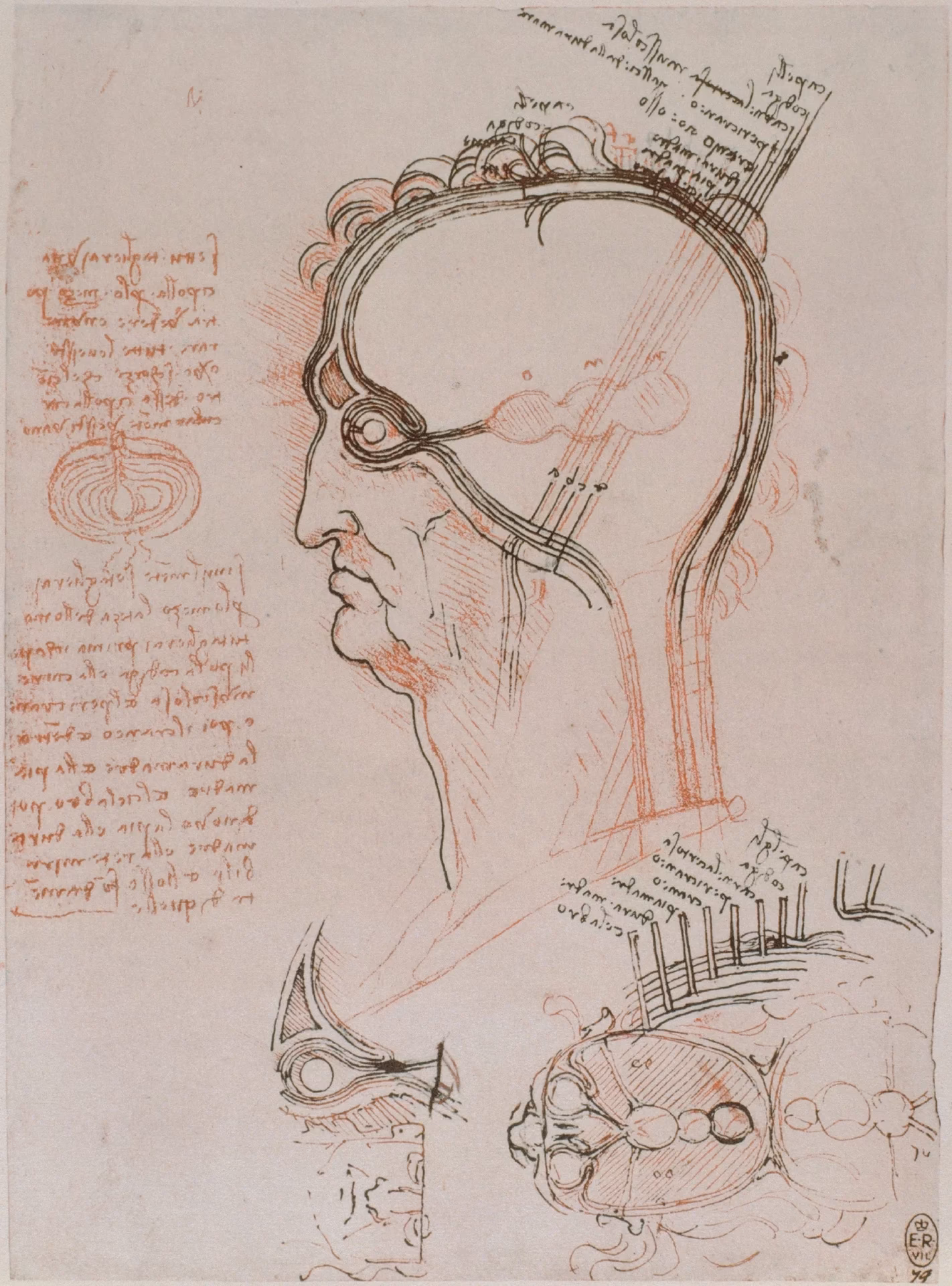 What did Leonardo da Vinci do in the medical field?