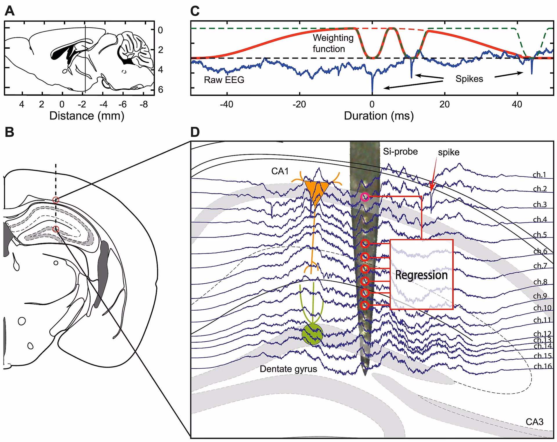 What is the difference between LFP and EEG?