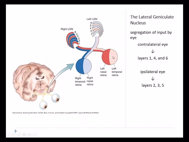 What is the LGN in the retina?