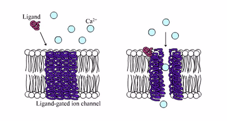 What is a ligand in neurotransmitters?