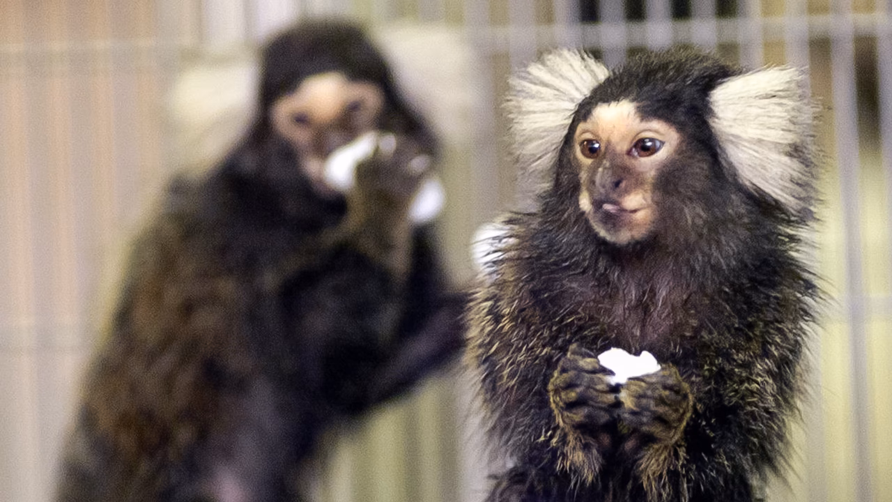 What is a marmoset in neuroscience?