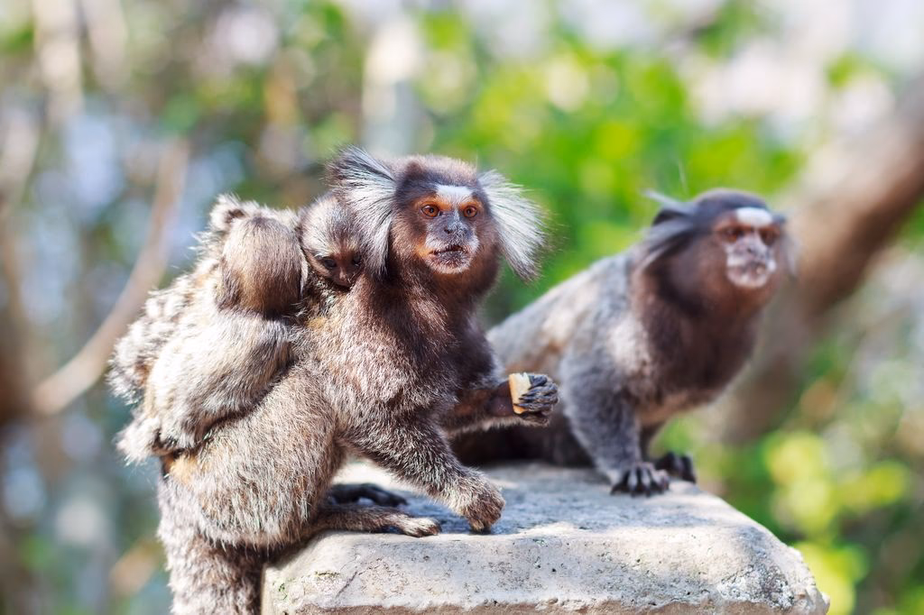 What is a marmoset in neuroscience?