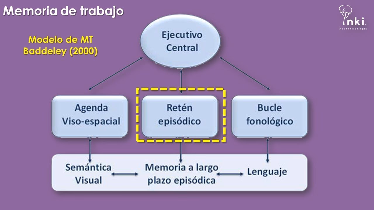 ¿Qué es la memoria de trabajo?