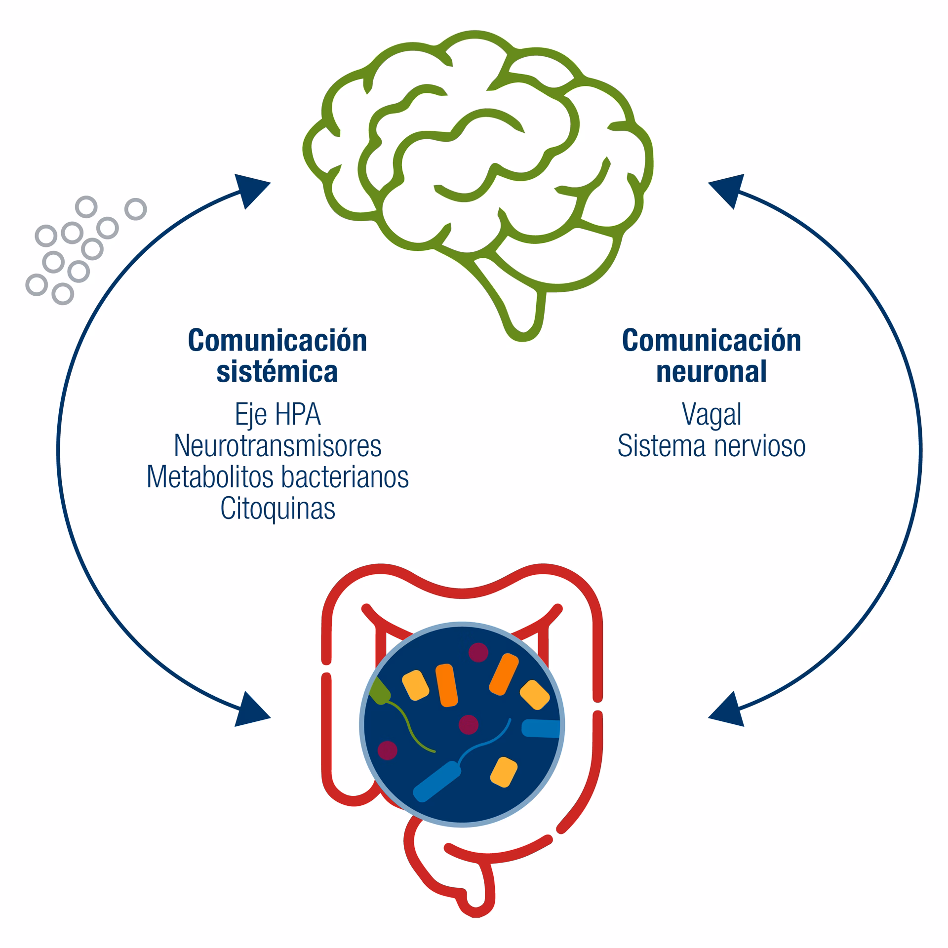 ¿Cómo se relaciona la microbiota intestinal con el cerebro?