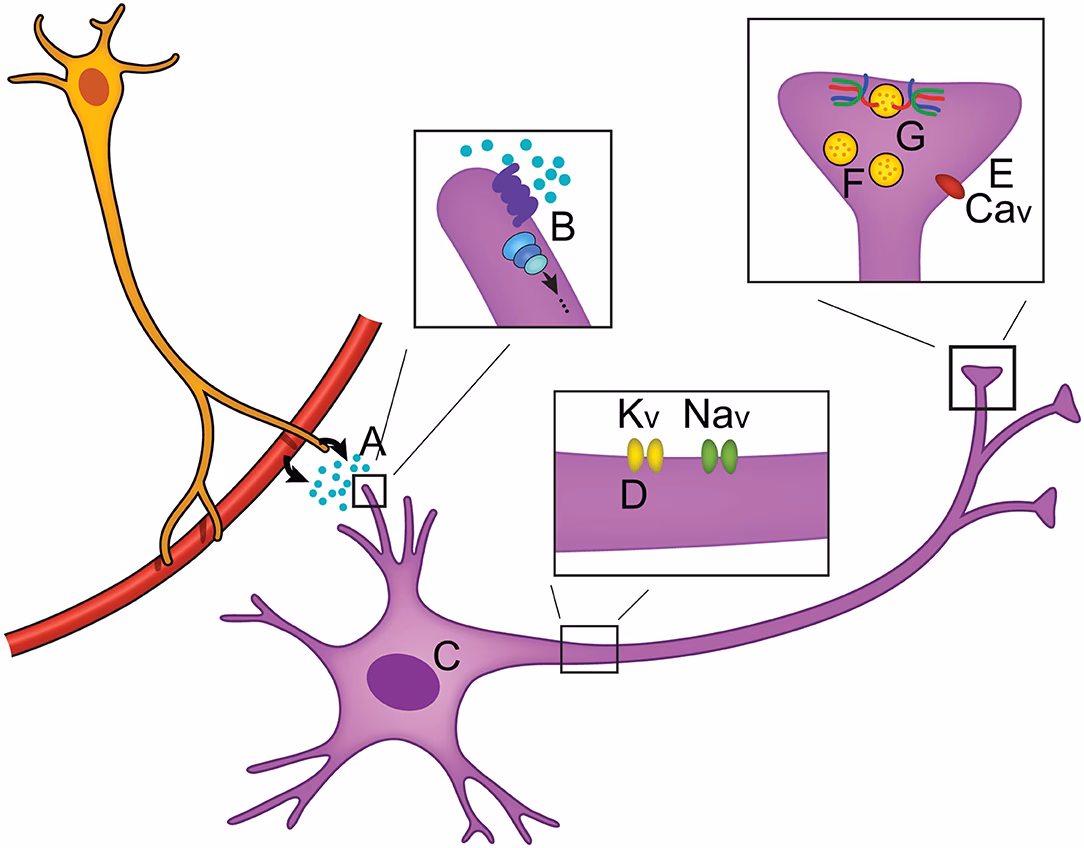 What is a microcircuit in neuroscience?