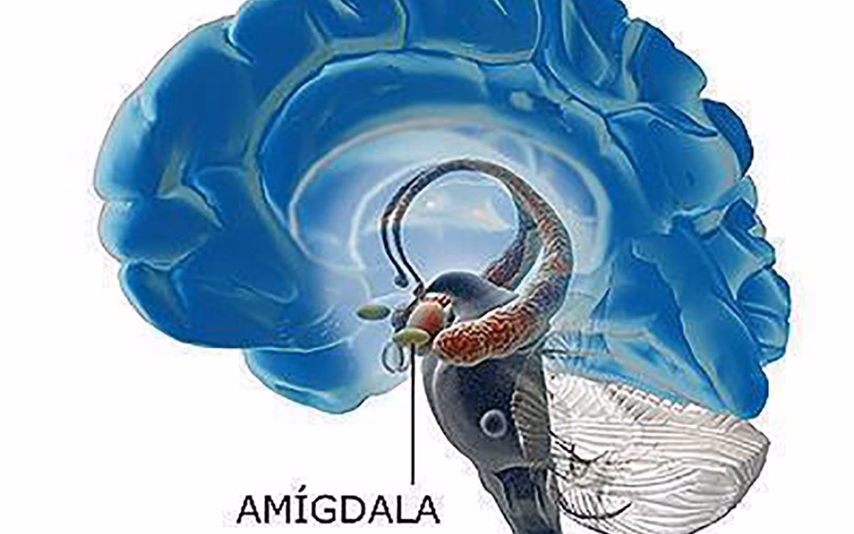 ¿Cuál es la raíz del miedo?